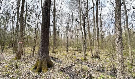 Photo #31 of SOLD property in 13504 Scotts Rd , Dewitt, VA 88.0 acres