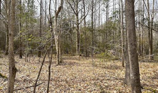 Photo #33 of SOLD property in 13504 Scotts Rd , Dewitt, VA 88.0 acres