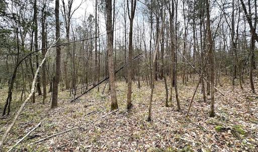 Photo #40 of SOLD property in 13504 Scotts Rd , Dewitt, VA 88.0 acres