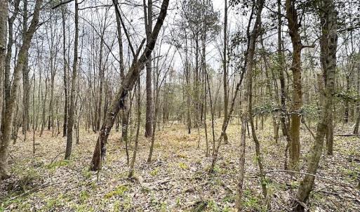 Photo #41 of SOLD property in 13504 Scotts Rd , Dewitt, VA 88.0 acres
