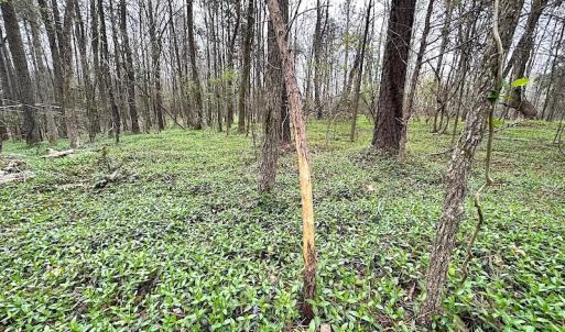 Photo #45 of SOLD property in 13504 Scotts Rd , Dewitt, VA 88.0 acres