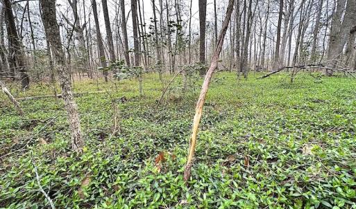 Photo #50 of SOLD property in 13504 Scotts Rd , Dewitt, VA 88.0 acres