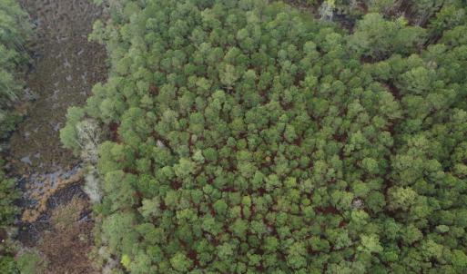 Photo #4 of SOLD property in Off McGowan Rd., Bath, NC 5.9 acres
