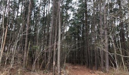 Photo #13 of SOLD property in Off McGowan Rd., Bath, NC 5.9 acres