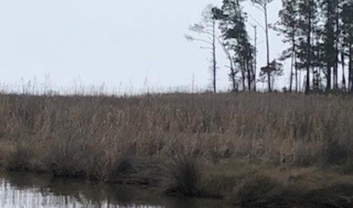 Photo #15 of SOLD property in Off McGowan Rd., Bath, NC 5.9 acres