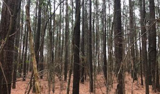 Photo #18 of SOLD property in Off McGowan Rd., Bath, NC 5.9 acres