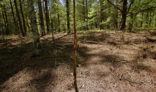 Photo #29 of SOLD property in 388 & 268 Promise Cove Rd, Elizabethtown, NC 40.0 acres