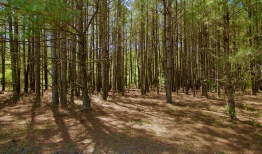 Photo #30 of SOLD property in 388 & 268 Promise Cove Rd, Elizabethtown, NC 40.0 acres