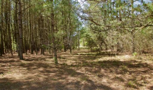 Photo #31 of SOLD property in 388 & 268 Promise Cove Rd, Elizabethtown, NC 40.0 acres