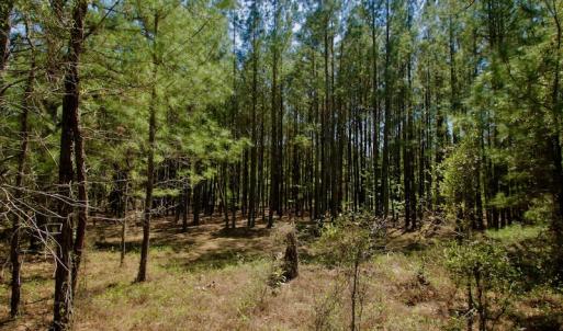 Photo #32 of SOLD property in 388 & 268 Promise Cove Rd, Elizabethtown, NC 40.0 acres