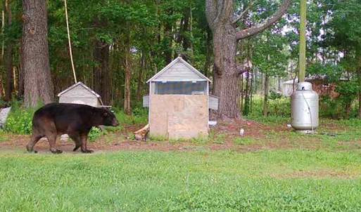 Photo #23 of SOLD property in 105 Vanhorne Road, Columbia, NC 7.4 acres