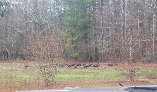 Photo #25 of SOLD property in 105 Vanhorne Road, Columbia, NC 7.4 acres