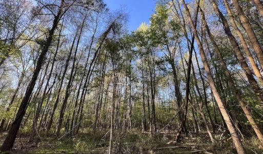 Photo #9 of SOLD property in Off May Blvd, Farmville, NC 30.3 acres