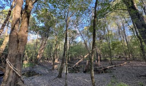 Photo #11 of SOLD property in Off May Blvd, Farmville, NC 30.3 acres