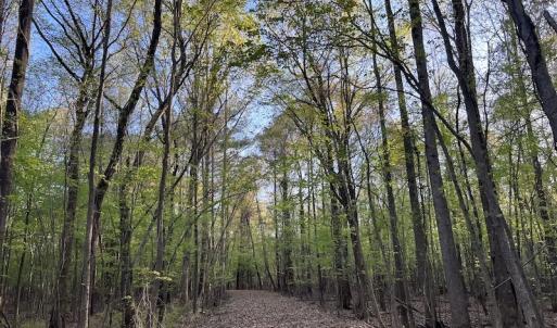 Photo #13 of SOLD property in Off May Blvd, Farmville, NC 30.3 acres