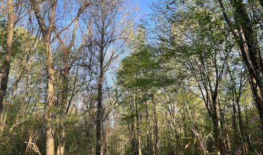 Photo #14 of SOLD property in Off May Blvd, Farmville, NC 30.3 acres