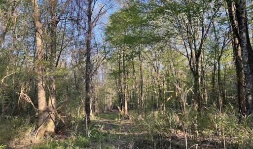 Photo #15 of SOLD property in Off May Blvd, Farmville, NC 30.3 acres