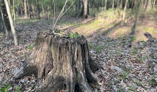 Photo #16 of SOLD property in Off May Blvd, Farmville, NC 30.3 acres