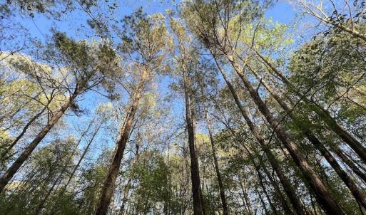 Photo #3 of SOLD property in Off May Blvd, Farmville, NC 30.3 acres