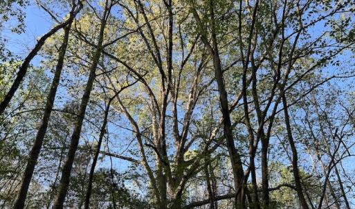 Photo #4 of SOLD property in Off May Blvd, Farmville, NC 30.3 acres
