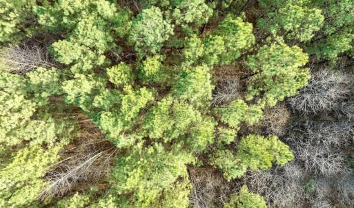 Photo #24 of SOLD property in Off Baltimore Church Road , Warrenton, NC 72.5 acres