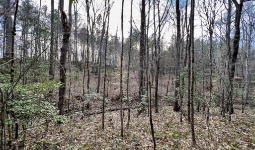 Photo #40 of SOLD property in Off Baltimore Church Road , Warrenton, NC 72.5 acres