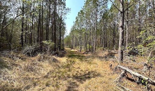 Photo #17 of SOLD property in 2624 Jackson Rd , Suffolk, VA 18.0 acres