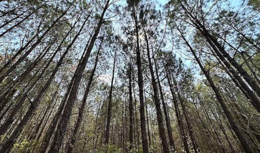 Photo #19 of SOLD property in 2624 Jackson Rd , Suffolk, VA 18.0 acres