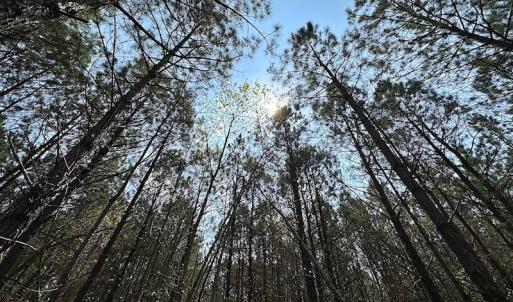 Photo #28 of SOLD property in 2624 Jackson Rd , Suffolk, VA 18.0 acres