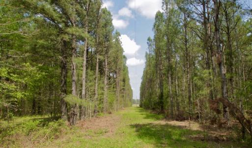 Photo #8 of SOLD property in Off Qualls Farm Rd, Enfield, NC 174.0 acres
