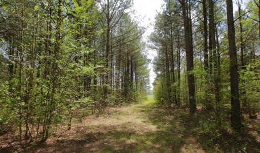 Photo #15 of SOLD property in Off Qualls Farm Rd, Enfield, NC 174.0 acres