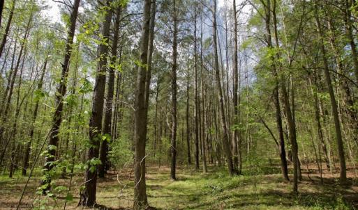 Photo #17 of SOLD property in Off Qualls Farm Rd, Enfield, NC 174.0 acres