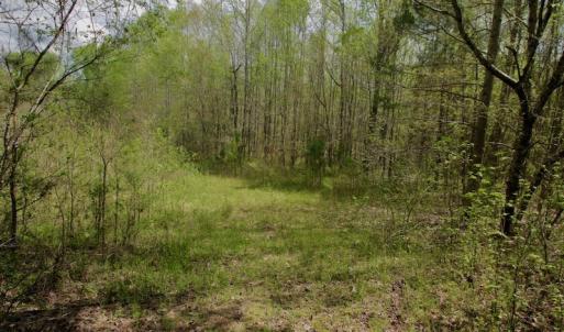 Photo #21 of SOLD property in Off Qualls Farm Rd, Enfield, NC 174.0 acres