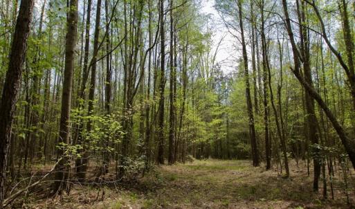 Photo #33 of SOLD property in Off Qualls Farm Rd, Enfield, NC 174.0 acres
