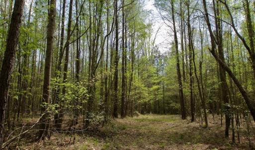 Photo #33 of SOLD property in Off Qualls Farm Rd, Enfield, NC 174.0 acres