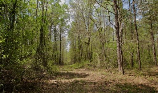 Photo #35 of SOLD property in Off Qualls Farm Rd, Enfield, NC 174.0 acres