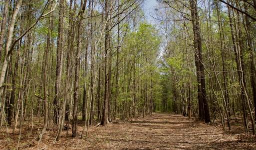 Photo #39 of SOLD property in Off Qualls Farm Rd, Enfield, NC 174.0 acres