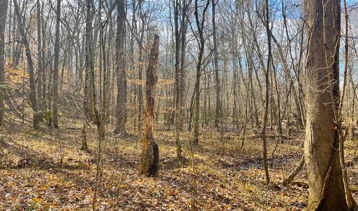 Photo #11 of SOLD property in  Off Easters Road, Boydton, VA 18.5 acres