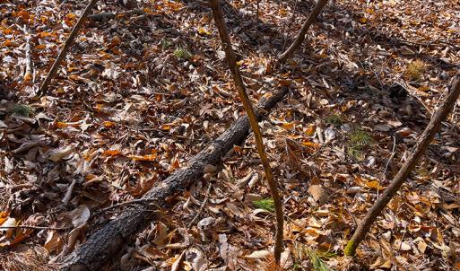 Photo #15 of SOLD property in  Off Easters Road, Boydton, VA 18.5 acres