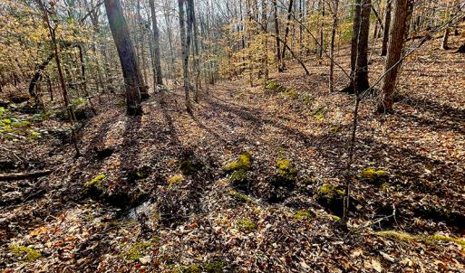 Photo #16 of SOLD property in  Off Easters Road, Boydton, VA 18.5 acres