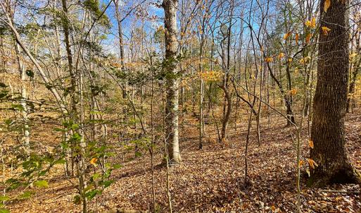 Photo #17 of SOLD property in  Off Easters Road, Boydton, VA 18.5 acres