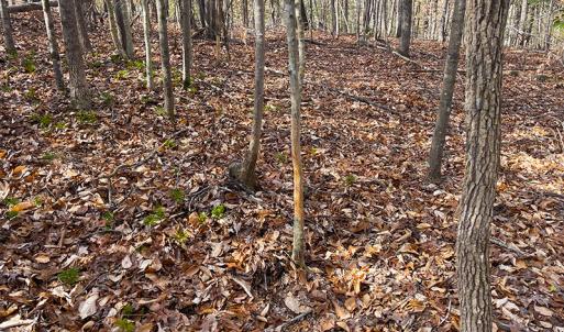 Photo #18 of SOLD property in  Off Easters Road, Boydton, VA 18.5 acres
