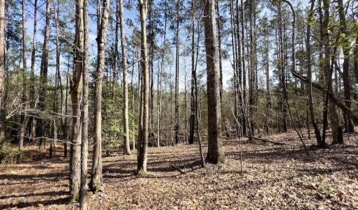 Photo #16 of SOLD property in Off Glendon Carthage Road , Carthage, NC 10.9 acres
