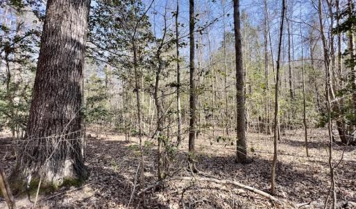 Photo #20 of SOLD property in Off Glendon Carthage Road , Carthage, NC 10.9 acres