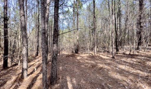 Photo #34 of SOLD property in Off Glendon Carthage Road , Carthage, NC 10.9 acres