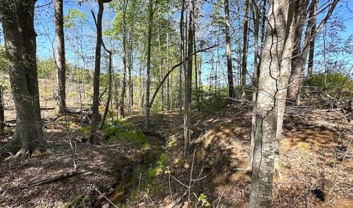 Photo #19 of SOLD property in Off Meherrin River Rd, Brodnax, VA 88.0 acres