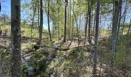 Photo #20 of SOLD property in Off Meherrin River Rd, Brodnax, VA 88.0 acres