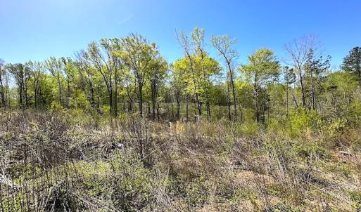 Photo #28 of SOLD property in Off Meherrin River Rd, Brodnax, VA 88.0 acres