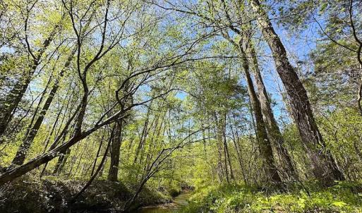 Photo #37 of SOLD property in Off Meherrin River Rd, Brodnax, VA 88.0 acres