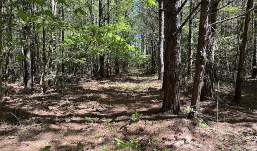 Photo #16 of SOLD property in Off Brickyard Rd , Emporia, VA 53.0 acres